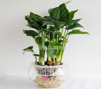 镇海盆景租摆专业亡